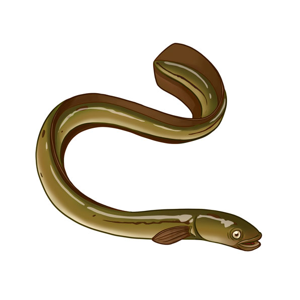 Wordlist Translation Of The Word European Eel