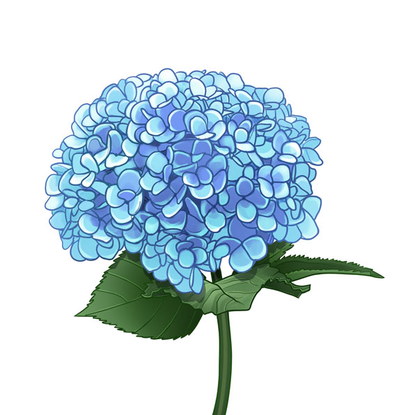 Wordlist Translation Of The Word Ajisai